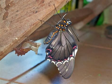 borboleta paraguaio|Posição Borboleta Paraguaia: O Que É e Como Fazer (Com Foto)